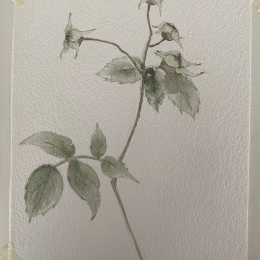 Rosehips (2020) Watercolour